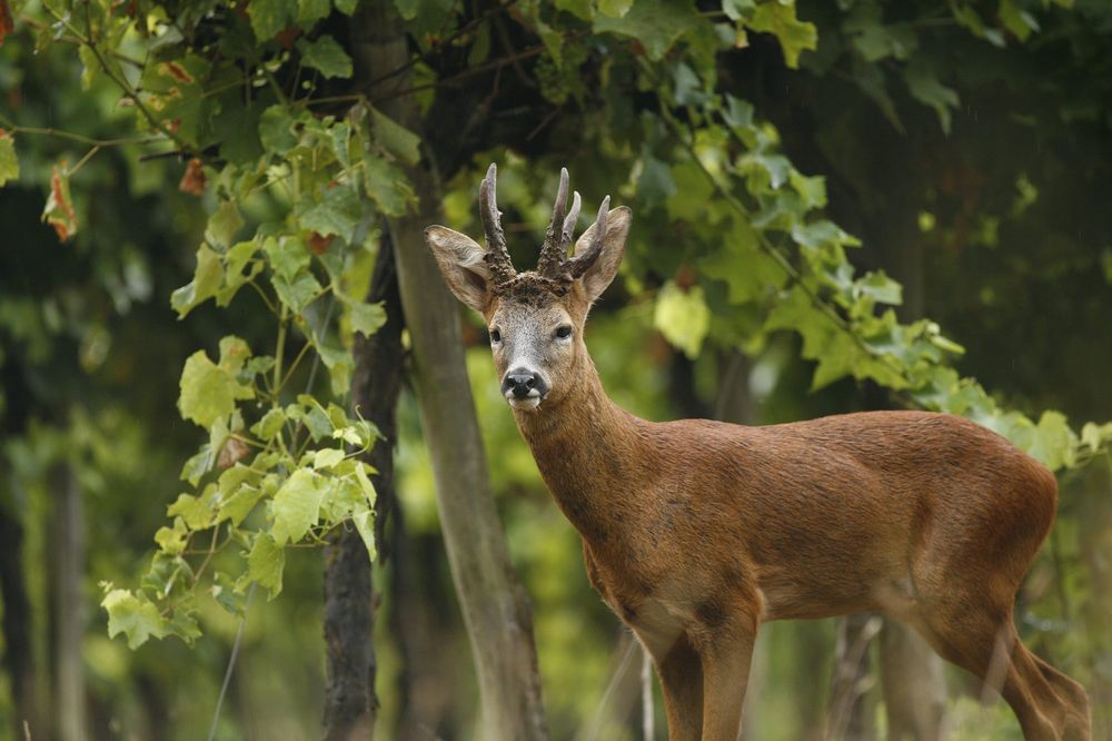Chevreuil dans les vignes