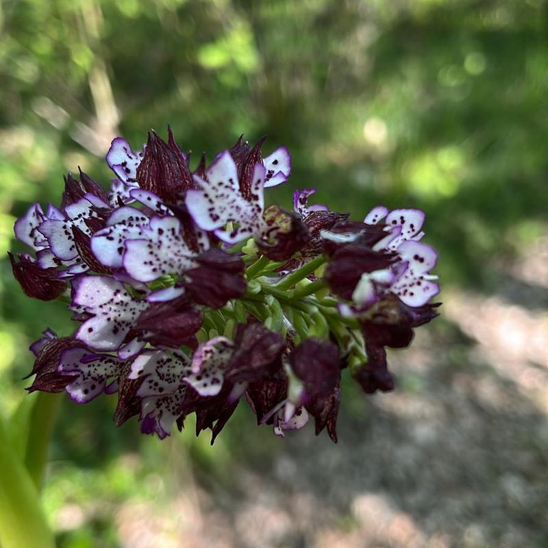Orchidée sauvage dans l'enherbement