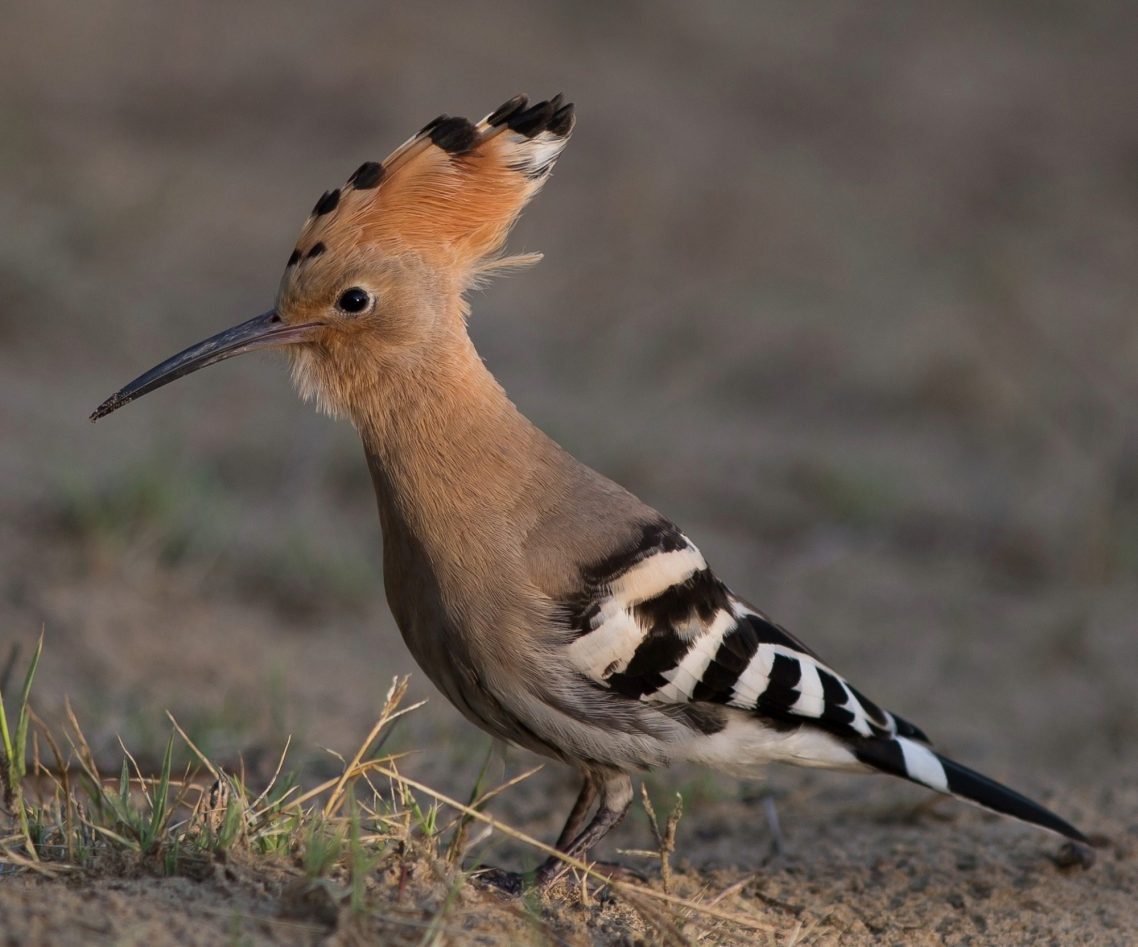 Hoopoe (Upupa epops) in Arthenac, emblem of Archambaud Cognac estate